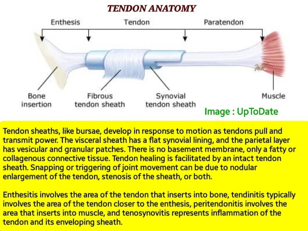 🛑 TENDON ANATOMY.
Tendons are fibrous cords, made of collagen &amp; attached to muscles &amp; to bone.

They're mechanical bridge, transmitting muscle forces to the bones &amp; joints.Also help muscles complete joint movements along a plane. 

They have blood vessels &amp; innervated by nerves.