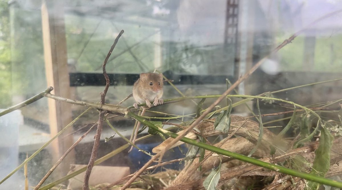 VictoriaBadwolf's tweet image. My dad and I went to Ealing Beaver Project and Horsenden Hill park today. It rained raining so much but, that didn’t dampen my enjoyment. It made me happy! 😁 #greenford #Perivale #wildlife
