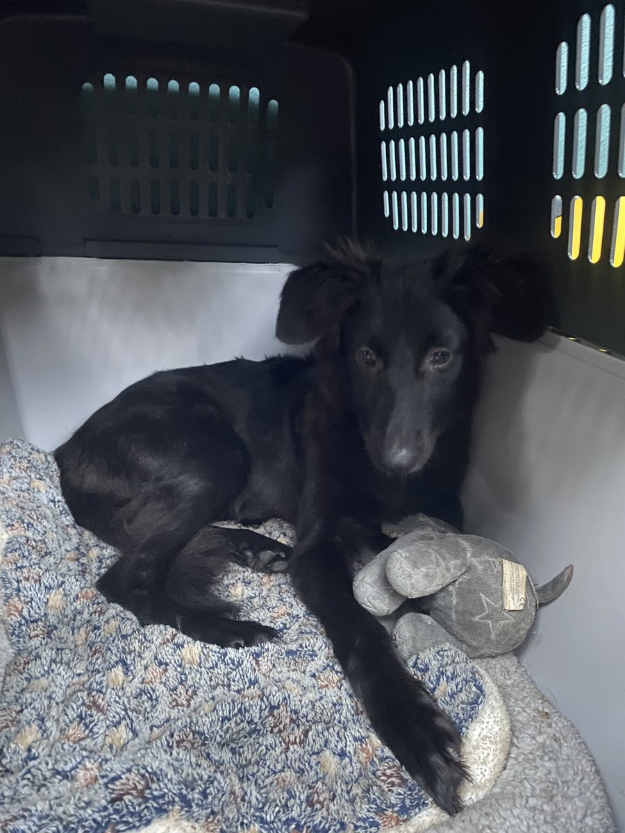 Bu köpeciği arkadaşım hipotermi geçirirken bulmuş, kurtarmıştı. Sonra, yuva paylaşımlarını bile kaldırtacak kadar kendinden emin birine gitti ve ardından 6 aylıkken geri geldi! Şu anda aşırı üzgün ve korkuyor. Yerinden çıkmıyor. Tekrar yuva arayacağız.