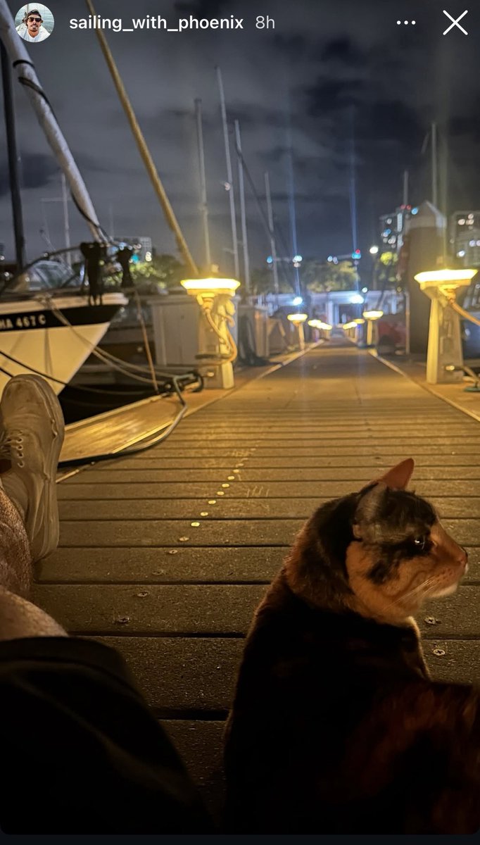 sailing_phoenix's tweet photo. Quick update on Phoenix ⛵️🐱 https://t.co/edCU0D9B3S