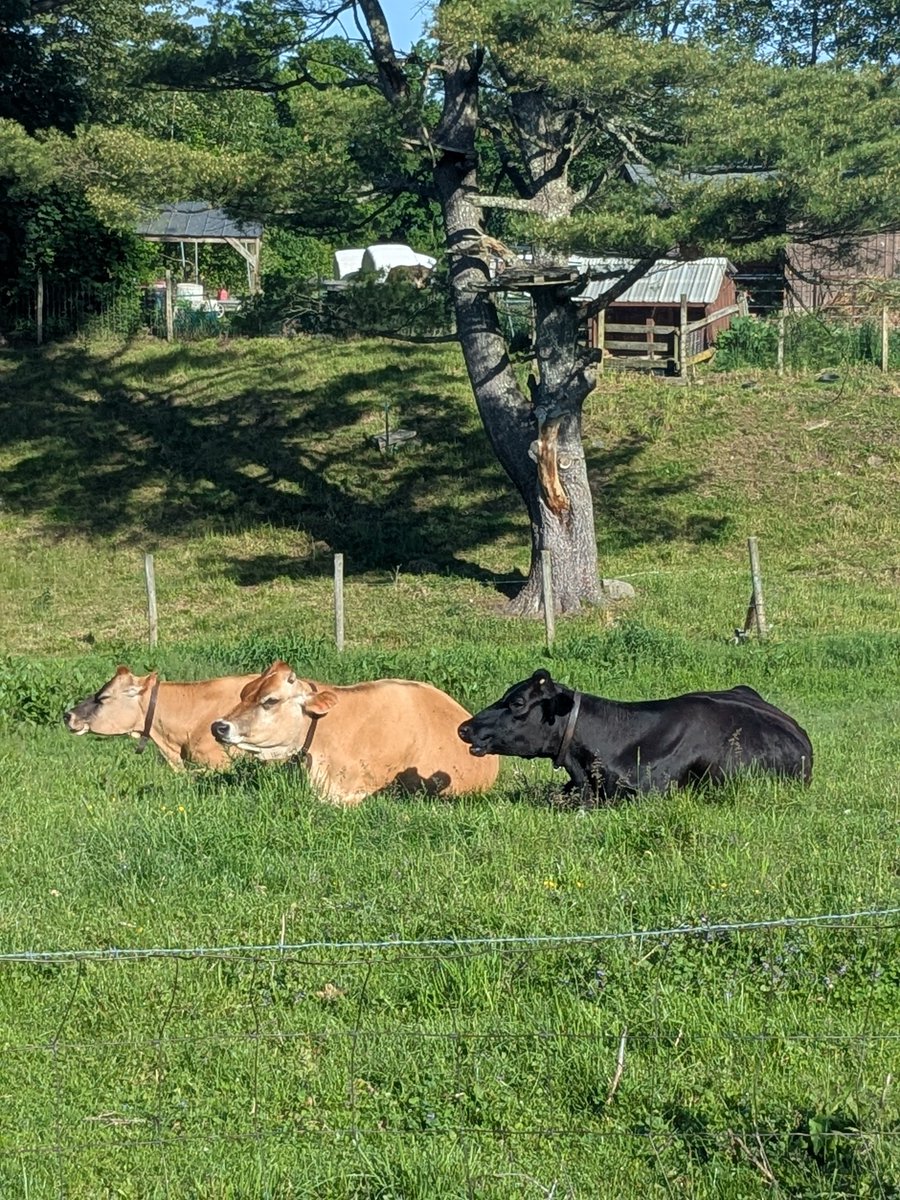 Nancy H (@nhuleatt54300) on Twitter photo 