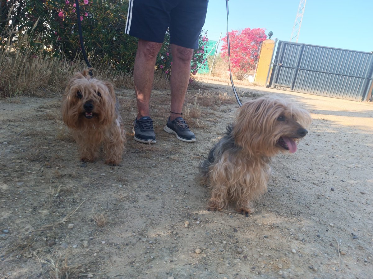 SosAbuelos1's tweet photo. #Sevilla
Contacto: adopcion.lasanimal@gmail.com

La “dueña” de estos dos hermanitos, ha fallecido y la familia no quiere hacerse cargo.
Los han recogido y metido en residencia, porque con su edad, daba pena que fueran a la perrera…

Él es #NIKO y ella #LAIKA, tienen 10 años y medio. 
Son muy buenos y sociables.
Niko ladra un poco cuando siente miedo. Laika es más tranquila.
 
Necesitan acogida o adopción #conjunta, no queremos separarlos