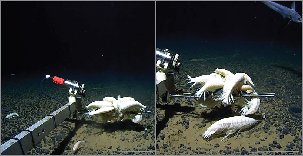 Erin Spencer, PhD (@etspencer) on Twitter photo The supergiant amphipod Alicella gigantea may inhabit over half of the world’s oceans: royalsocietypublishing.org/doi/10.1098/rs… The supergiant amphipod Alicella gigantea may inhabit over half of the world’s oceans: royalsocietypublishing.org/doi/10.1098/rs…