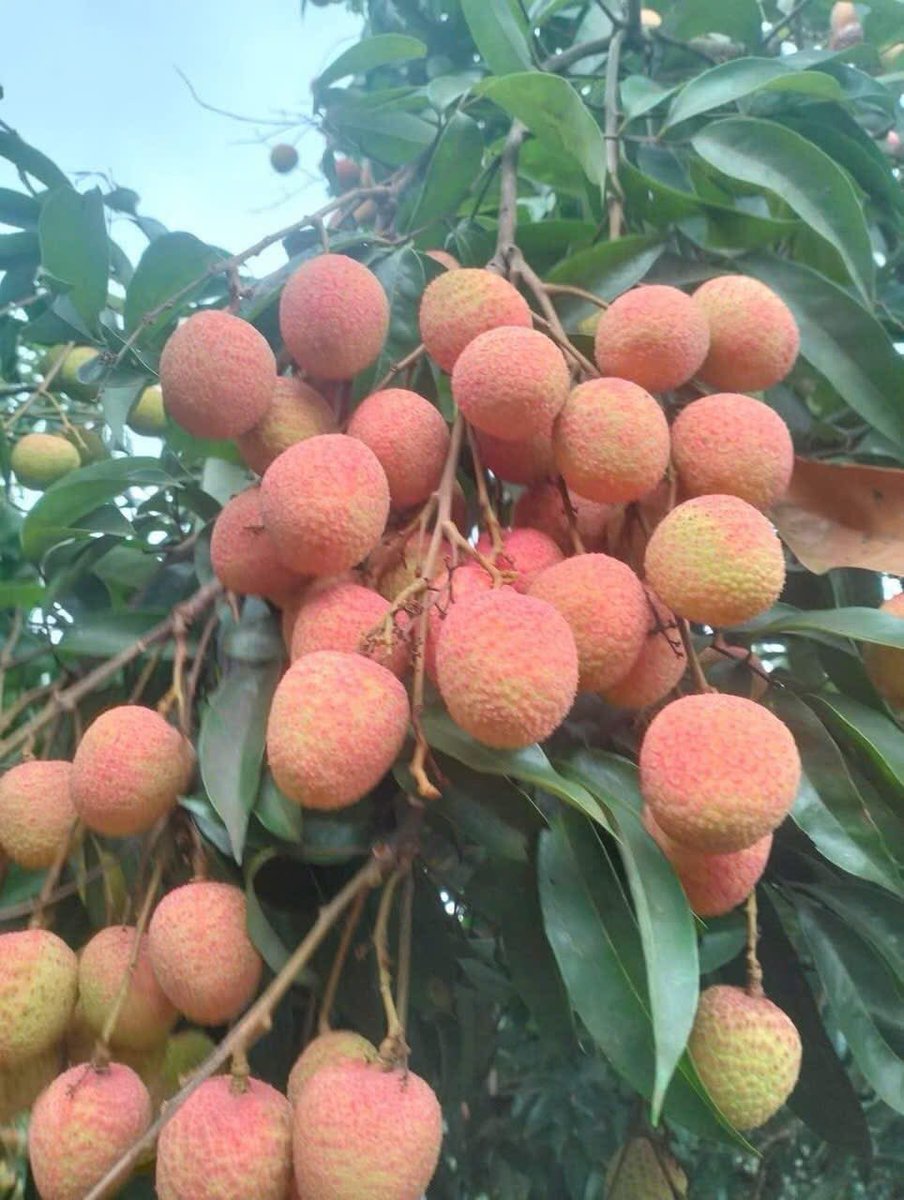 luanpix88's tweet image. Đọc 10 năm kinh Vô Lượng Thọ, nhập Vô Lượng Thọ Tam Muội, niệm Phật tam muội thật sự, đây là điều kiện sanh về phương tiện hữu dư độ.
Thích ăn tuy nóng mà ngon #soài