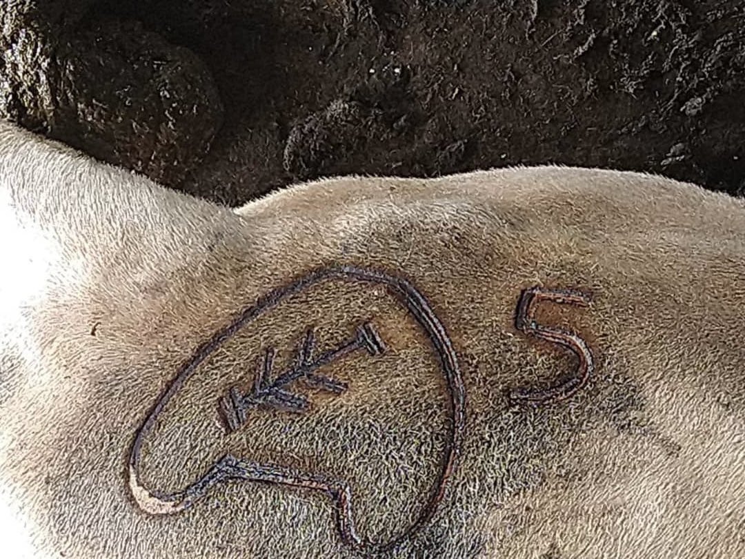 Aparecieron por arte de magia , en una finca vecina . Ahora yo tengo la culpa de lo que pase !! Asi estamos . Mi vecino no se acordaba como era mi hierro . 😜😜😜