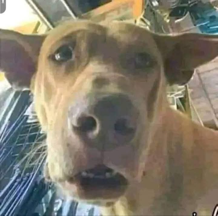 DuyLe413190's tweet photo. @KieuTho_99 Địt mẹ mày, mày là 3we à, đồ con 🐕 GHẺ, loại mày đừng để tao gặp mặt, đồ 🐕 GHẺ, tao khinh, thứ bợ đít liếm bô, loại óc não 🐕 https://t.co/wRJwZLbj2N
