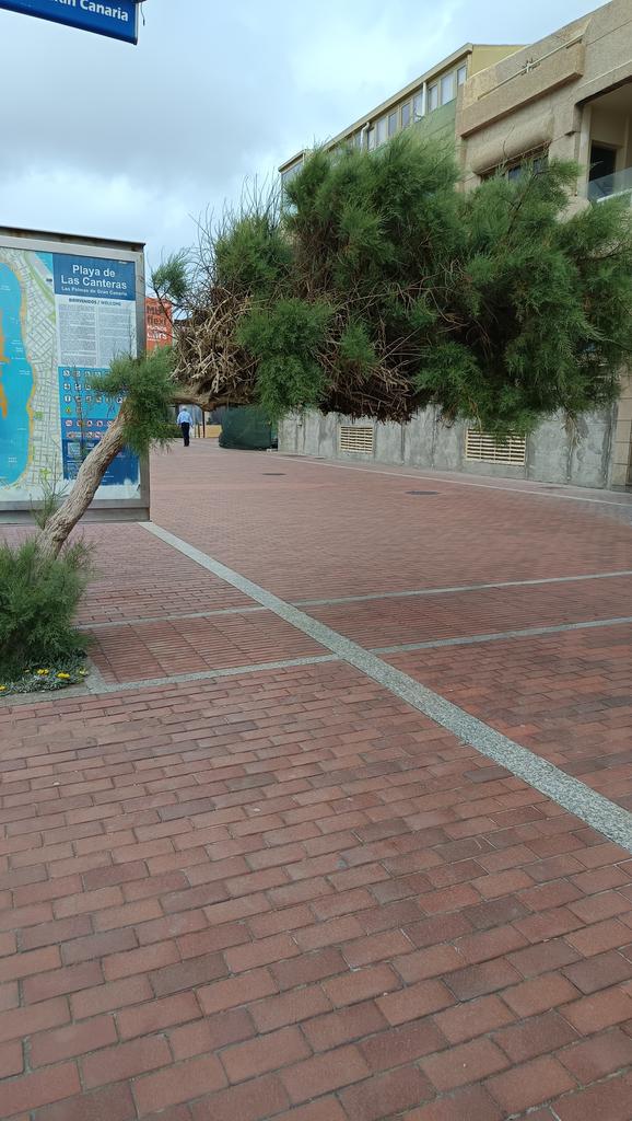 AlbertoAliagatw's tweet photo. Pues, igual va siendo hora de que hagan algo con los arboles de la cicer...  @aytolpgc @GobiernoCan @GranCanariaCab https://t.co/WldrISb90Y
