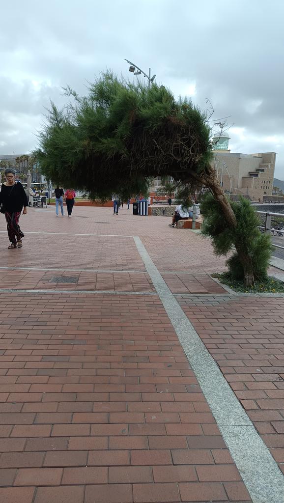 AlbertoAliagatw's tweet photo. Pues, igual va siendo hora de que hagan algo con los arboles de la cicer...  @aytolpgc @GobiernoCan @GranCanariaCab https://t.co/WldrISb90Y
