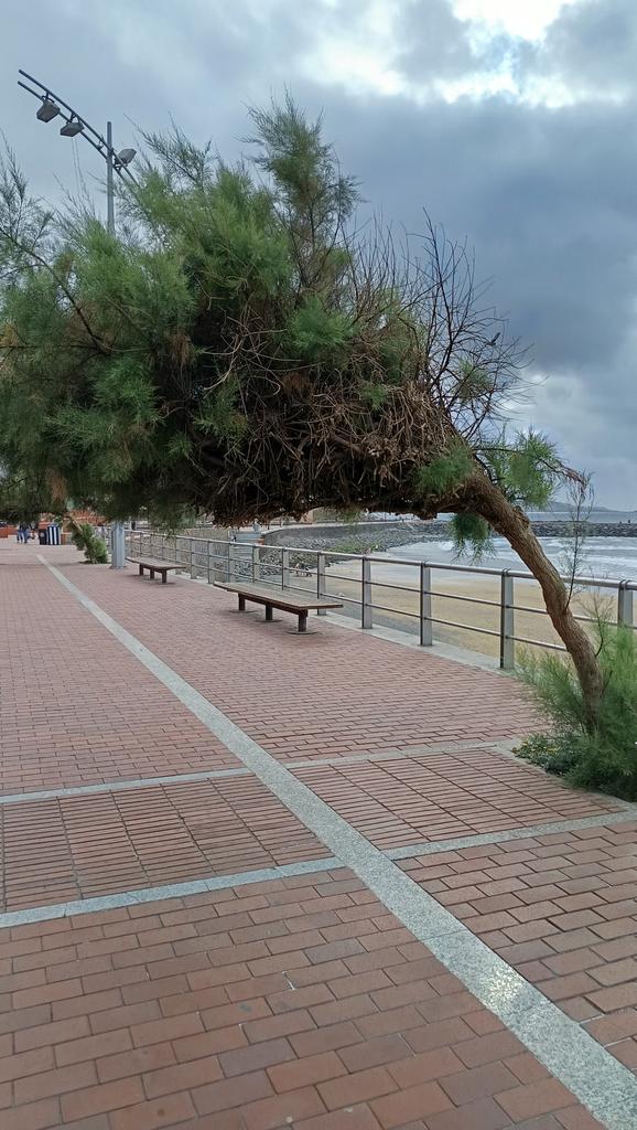 AlbertoAliagatw's tweet photo. Pues, igual va siendo hora de que hagan algo con los arboles de la cicer...  @aytolpgc @GobiernoCan @GranCanariaCab https://t.co/WldrISb90Y