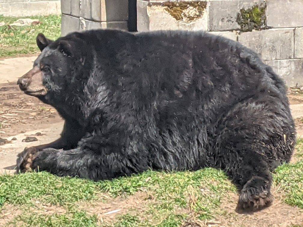 koovven's tweet photo. OKAY!! I ADMIT IT!! IM A GAY MEXICAN WITH A BEAR SONA THATS RELATIVELY ON THE FATTER SIDE!! YOU WIN!! https://t.co/W7AwOL1r2V