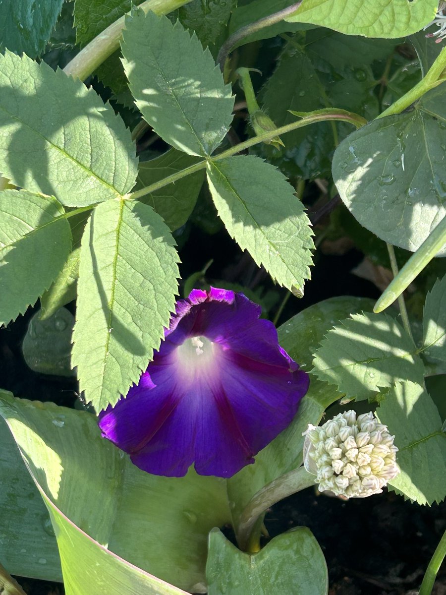 Bevendean Co-op Pub tweet media