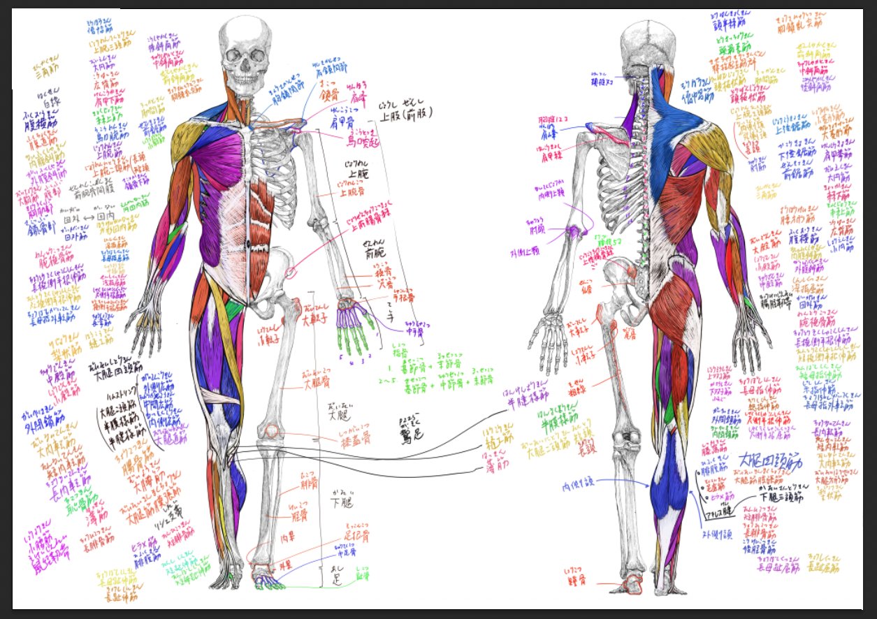 イラスト解剖学 骨格 頭蓋骨 脊椎 解剖学 色分けありイラスト - No: 23130436