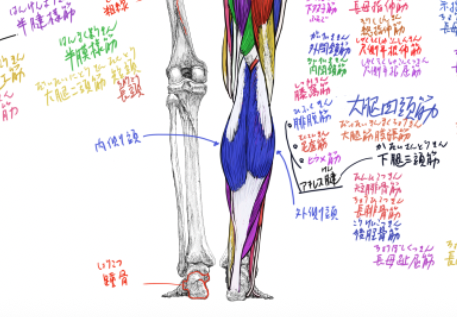 昨日というか、正確には一昨日のデジタル板書。
#美術解剖学 #京都精華大学 