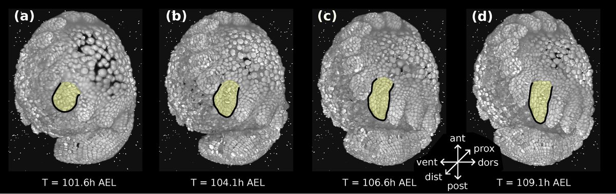 PhysRevE's tweet image. Treating #morphogenesis as an optimization problem, scientists analyzed 3D shape formation by growing 2D sheets of epithelial #cells and found that 3D growth occurs in ways that minimize spatiotemporal variation in growth rates and deformation anisotropy.

go.aps.org/4jnhDFO