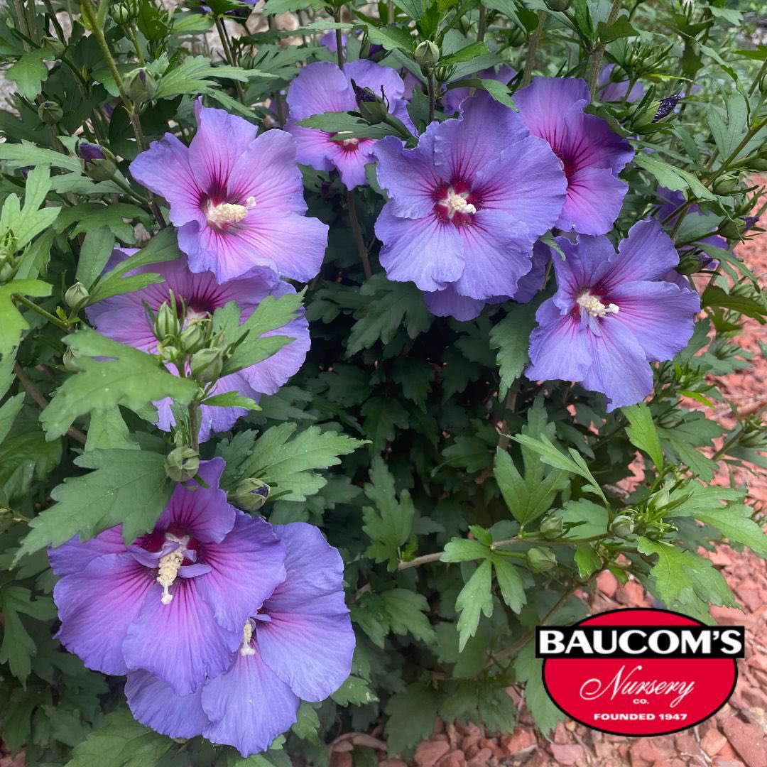 Proven Winners Paraplu Violet Hibiscus Available NOW!
Visit us at baucomsnursery.com for all your WHOLESALE ONLY needs. 

#provenwinners #hibiscus #endlesssummer #hydrangea #buddleia  #hangingbaskets #planters #plant #plants #tropical #shrubs #crapemyrtles #baucomsnursery