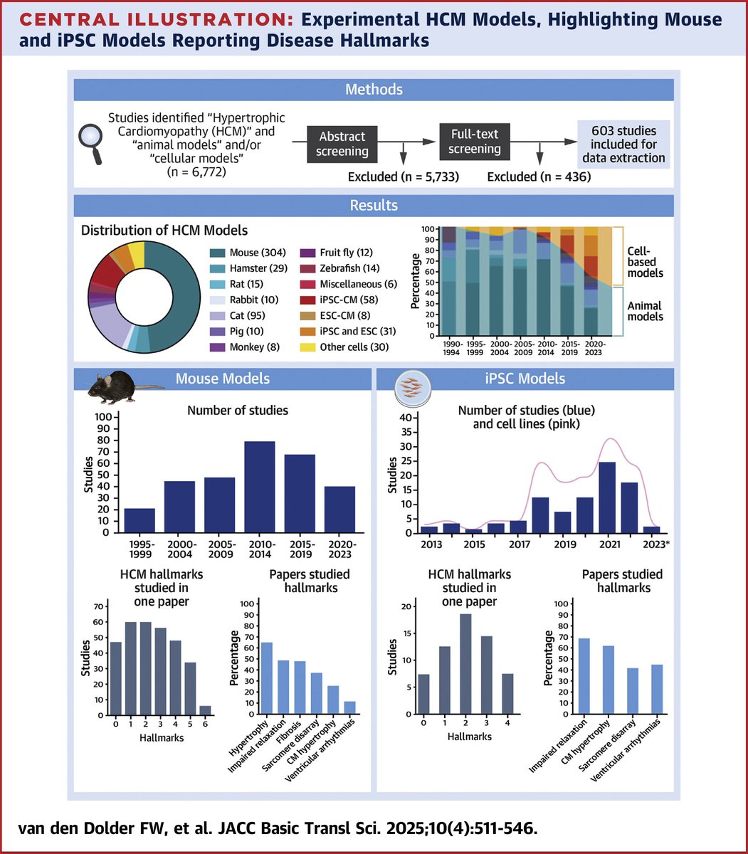 JACC Journals (@jaccjournals) on Twitter photo In this #JACCBTS review, Dr. <a href="/JolandavanderV4/">Jolanda van der Velden</a>, et al provide an overview of genetic #cvHCM models, including main HCM hallmarks such as impaired relaxation, hypertrophy, fibrosis, myocardial or sarcomere disarray, & ventricular/cellular arrhythmias jacc.org/doi/10.1016/j.… In this #JACCBTS review, Dr. <a href="/JolandavanderV4/">Jolanda van der Velden</a>, et al provide an overview of genetic #cvHCM models, including main HCM hallmarks such as impaired relaxation, hypertrophy, fibrosis, myocardial or sarcomere disarray, & ventricular/cellular arrhythmias jacc.org/doi/10.1016/j.…