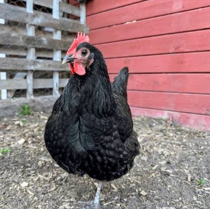 lugamidia's tweet photo. BREAKING SAD NEWS Alien skin's Favorite hen Passed away Yesterday Omugenzi Talese Bana 😭😭😭😭 https://t.co/7Aj6Z4wVX0