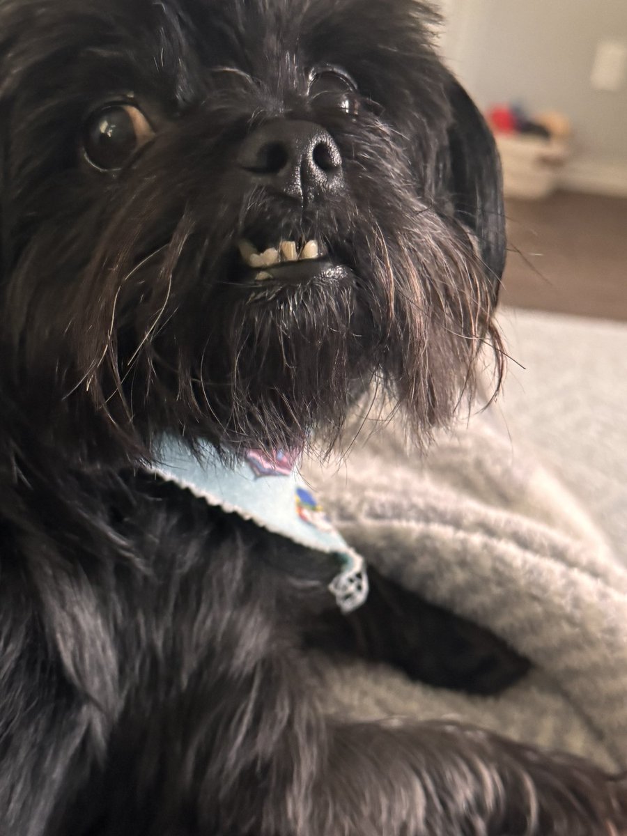 Dog sitting my “little sister” Ellie for my mom. Jack Bauer is not amused. He keeps looking at me like “is it time for her to leave yet?” They did play for approximately 24 seconds 😂