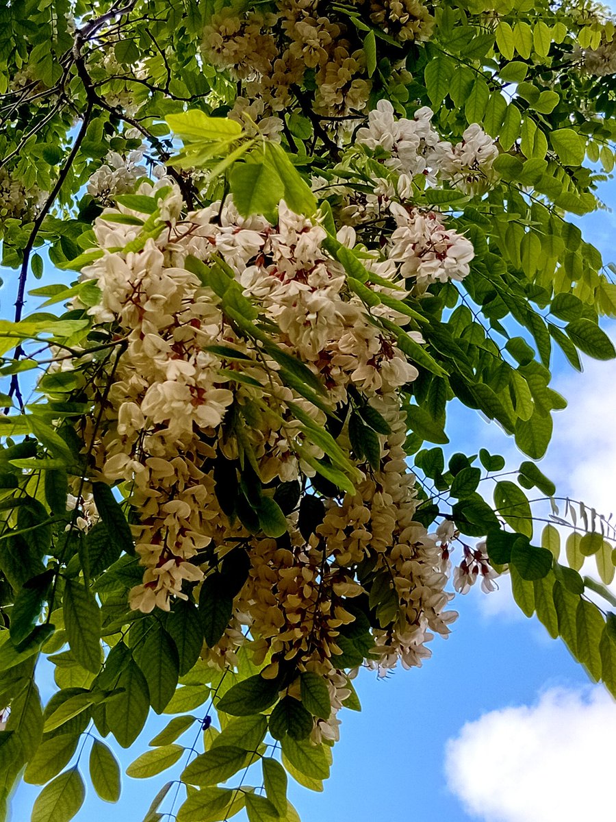 Катерина Галич tweet media