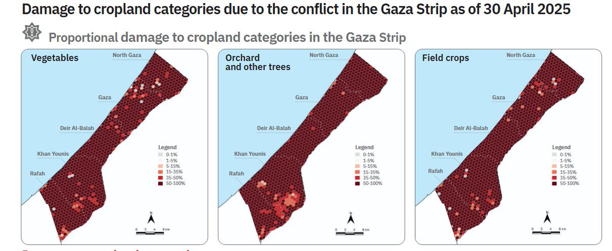 Wim Zwijnenburg (@wammezz) on Twitter photo Over 80% of #Gaza croplands being destroyed by Israel since October 7, finds new <a href="/FAO/">Food and Agriculture Organization</a> study. Most of during occupation by IDF. This derives Palestinians from food security and livelihood and have wider impacts on soil health, dust storms and ecosystems.
openknowledge.fao.org/server/api/cor… Over 80% of #Gaza croplands being destroyed by Israel since October 7, finds new <a href="/FAO/">Food and Agriculture Organization</a> study. Most of during occupation by IDF. This derives Palestinians from food security and livelihood and have wider impacts on soil health, dust storms and ecosystems.
openknowledge.fao.org/server/api/cor…