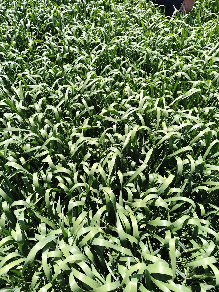 Konya Ovasının ilacı su, sulama imkanı olunca işin rengi değişiyor dünkü moral bozucu kıraç tarlalardan sonra Konya ve Karaman bölgelerimizden sulu buğday tarlası görüntüleri... 📷:Karaman Merkez, Konya-Karapınar, Konya - Kulu Halis Ekmeklik Buğday tarlaları..