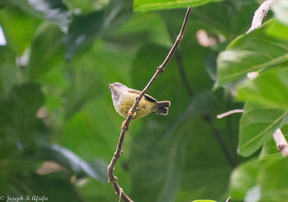 Tit-hylia (Pholidornis rushiae)
Shot last Saturday at Krokosua Forest Reserve, Ghana
ebird.org/species/tithyl1

#BirdsSeenIn2025