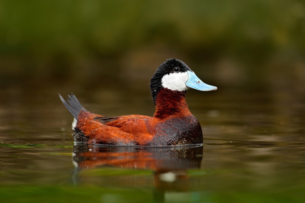 🦆 #RuddyDucks are back in BC this spring! Males sport striking sky-blue bills and chestnut bodies during breeding season, performing bubbly courtship displays to attract mates. In BC, they're most often seen along the Columbia Valley Bird Trail.

#BCBirdTrail #LookUpStayGrounded