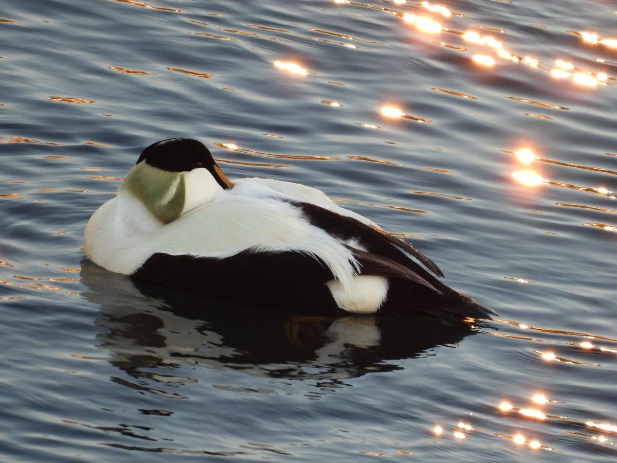 alan revel (@alanrevel) on Twitter photo A sleeping male eider duck in Seahouses harbour.
Love the setting sun glinting off the water.
#nature #wildlife #seahouses #bird #ducks #springwatch <a href="/Natures_Voice/">RSPB</a> <a href="/ThePhotoHour/">#ThePhotoHour</a> <a href="/NorthWildlife/">Northumberland Wildlife Trust</a> <a href="/NTBirdClub/">Northumberland & Tyneside Bird Club</a> A sleeping male eider duck in Seahouses harbour.
Love the setting sun glinting off the water.
#nature #wildlife #seahouses #bird #ducks #springwatch <a href="/Natures_Voice/">RSPB</a> <a href="/ThePhotoHour/">#ThePhotoHour</a> <a href="/NorthWildlife/">Northumberland Wildlife Trust</a> <a href="/NTBirdClub/">Northumberland & Tyneside Bird Club</a>