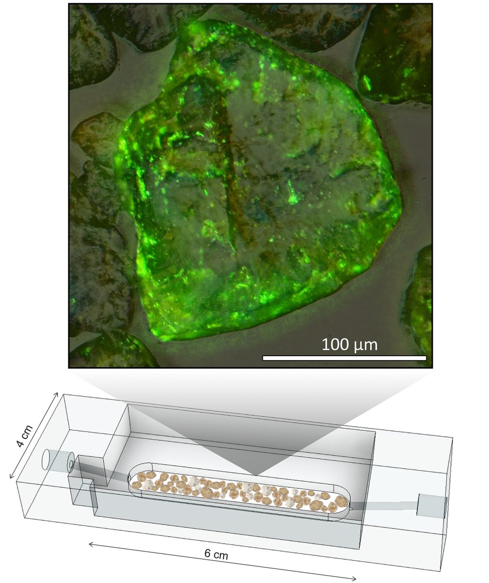 farooqmoin_'s tweet image. Impact of tiny anoxic pockets in #Nitrogen loss on sandy shores!! Our newly developed #microfluidic method revealed #microorganisms on sand grains create anoxic microenvironments allowing #denitrification in well-oxygenated sands
mpi-bremen.de/en/Nitrogen-lo…
nature.com/articles/s4159…