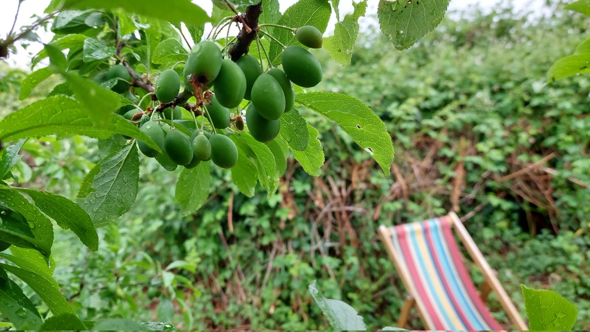 We've taken on a plot in the village allotments..comes with apples, plums, and - DAMSONS! Watch this space!
#damsons #plums #allotment