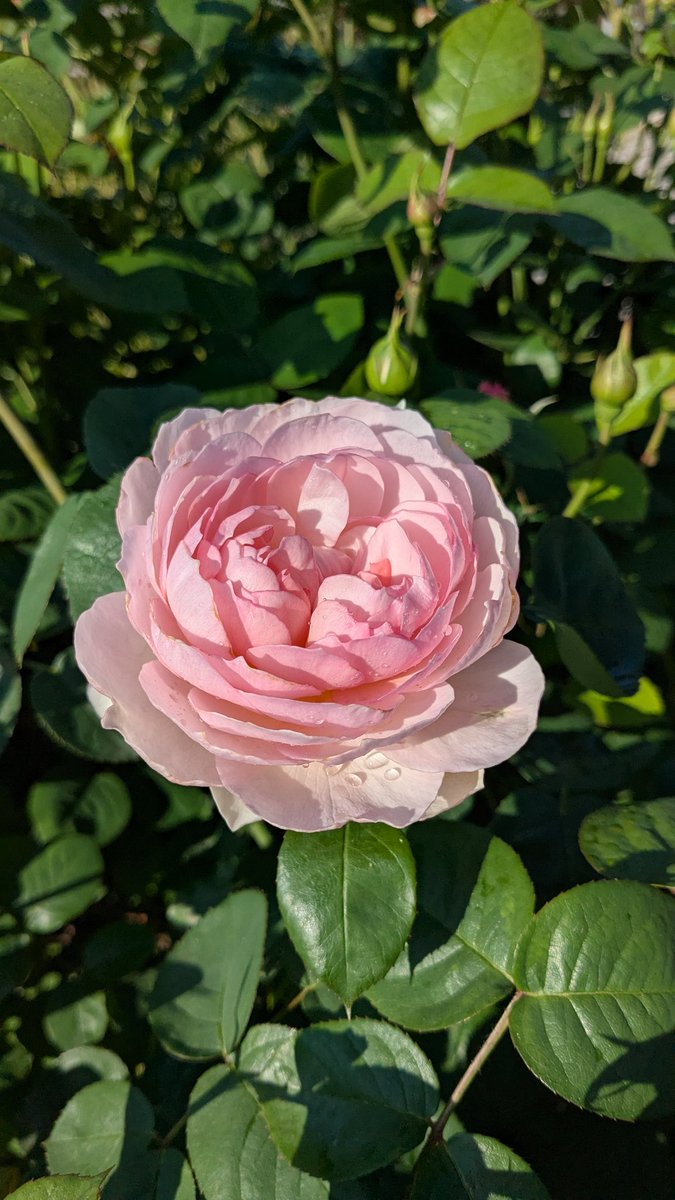 MizeraMichael's tweet image. Surprised this morning. The first blooming rose in our garden this year.