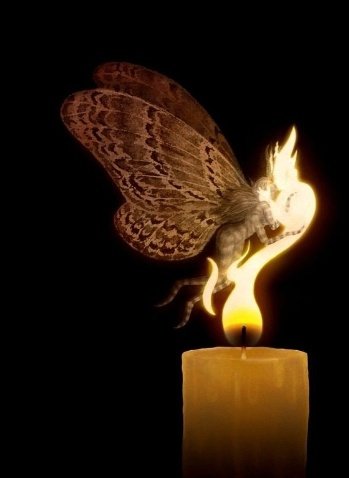 LaughMustafa's tweet photo. But why, said the flame !
It's what I do... said the moth.
#Itswhatido 
https://t.co/E2a5O2wddh https://t.co/sPShOelJYq