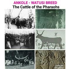 Ra Maat Neteru 𓍶 𓋹 𓂀 tweet media