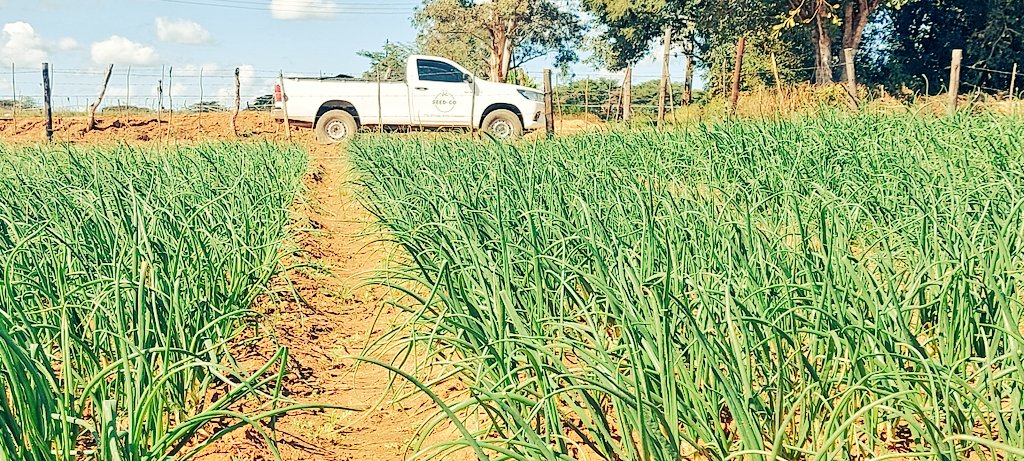 Onion Dina F1
Early plantings are now at the vegetative stage. Bulb initiation and farmer counting dollars already. Every mouth is a market 
#mudumenwemari