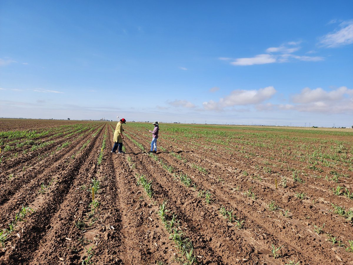 Saini DK (@sainidk10) on Twitter photo The summer phenotyping season is off to a strong start: plot labels in place, plant counts recorded, and a team full of enthusiasm🤞🙏🙌🥳. Many thanks to all for making Day 1 smooth and fun!🙏🙌🥳 #CropForageLivestockSystemsProgram <a href="/KJagadish_TTU/">Krishna Jagadish</a> <a href="/ISomayanda/">Impa Somayanda</a> The summer phenotyping season is off to a strong start: plot labels in place, plant counts recorded, and a team full of enthusiasm🤞🙏🙌🥳. Many thanks to all for making Day 1 smooth and fun!🙏🙌🥳 #CropForageLivestockSystemsProgram <a href="/KJagadish_TTU/">Krishna Jagadish</a> <a href="/ISomayanda/">Impa Somayanda</a>