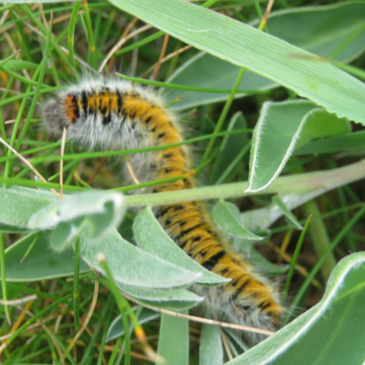 A grass eggar moth caterpillar spotted in the grass along a coast path in Cornwall 🤩. The grass eggar is a nationally scarce moth and it is found in a few, mainly coastal area. A happy find 😁 #moth #invertebrates #lepidoptera #coast #cornishcoastline #cornishcoast #cornwall