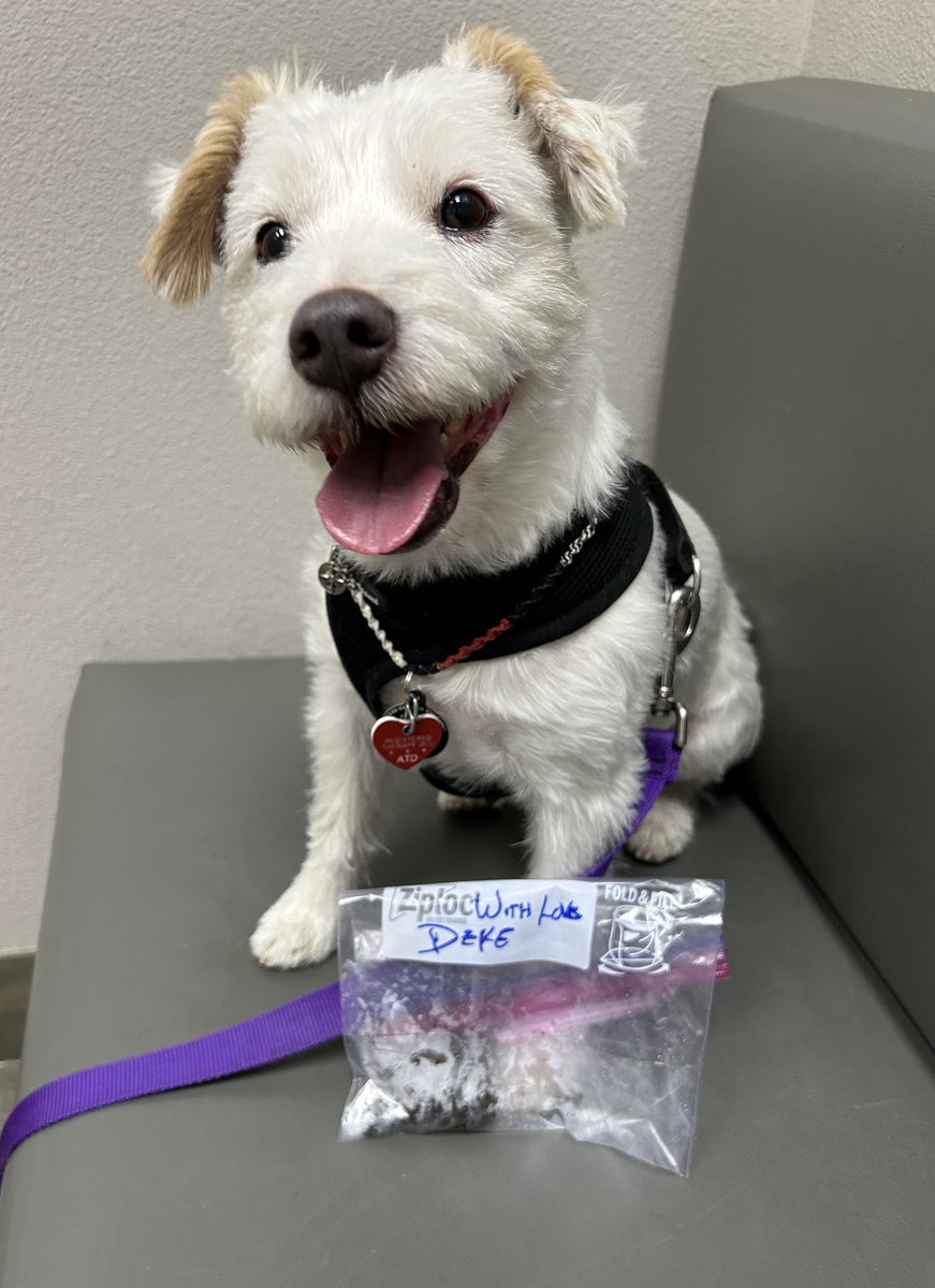 DekeHenriFurry's tweet photo. Brought a special gift for my vet!
#AnnualCheckUp https://t.co/b3vEfXO1h1