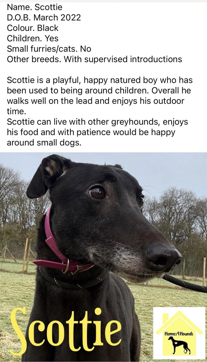 Let’s share for Scottie and get him on to his sofa