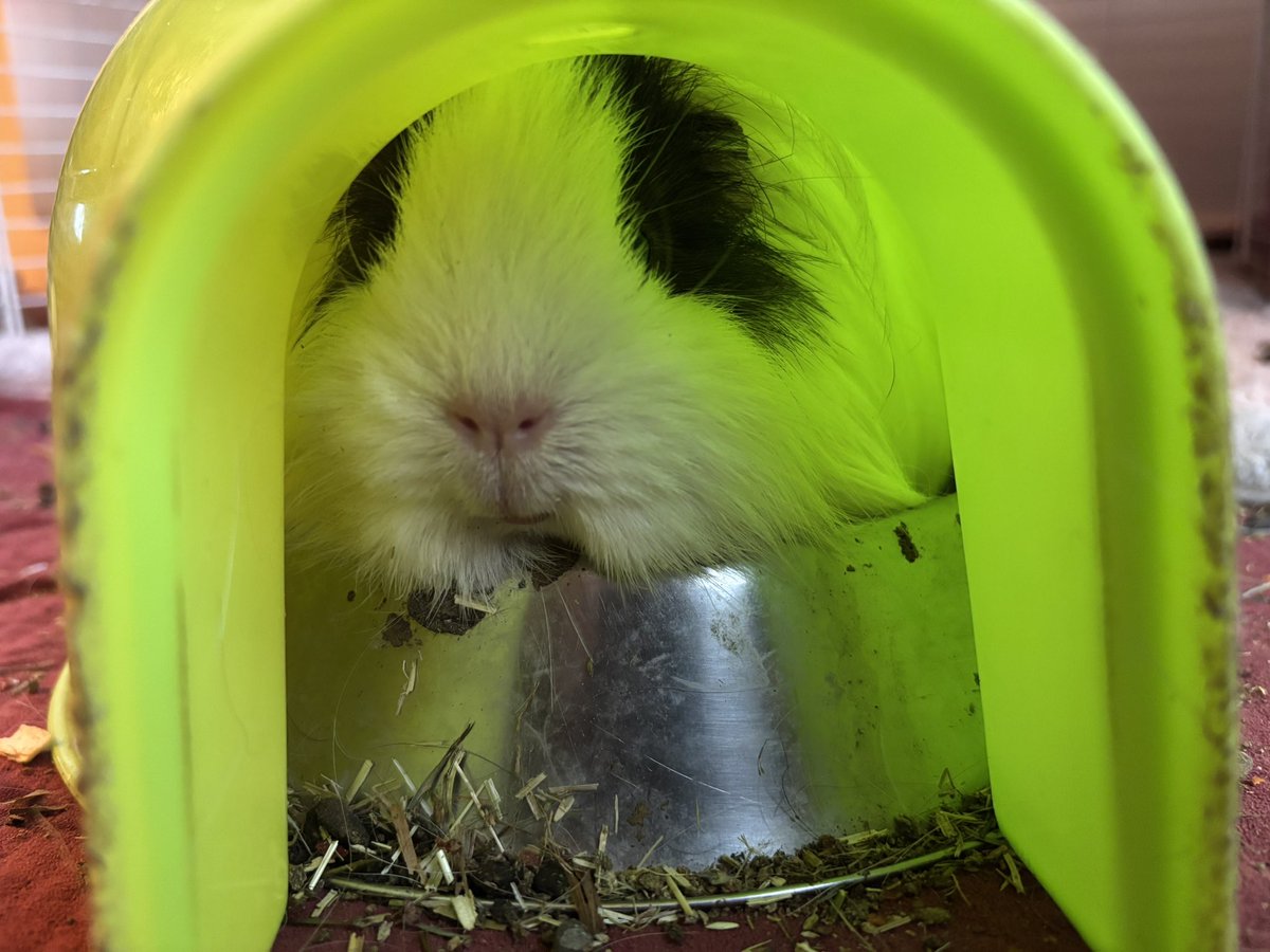 Pistache understood the meaning of life 😂 (yes it’s cleaning day)