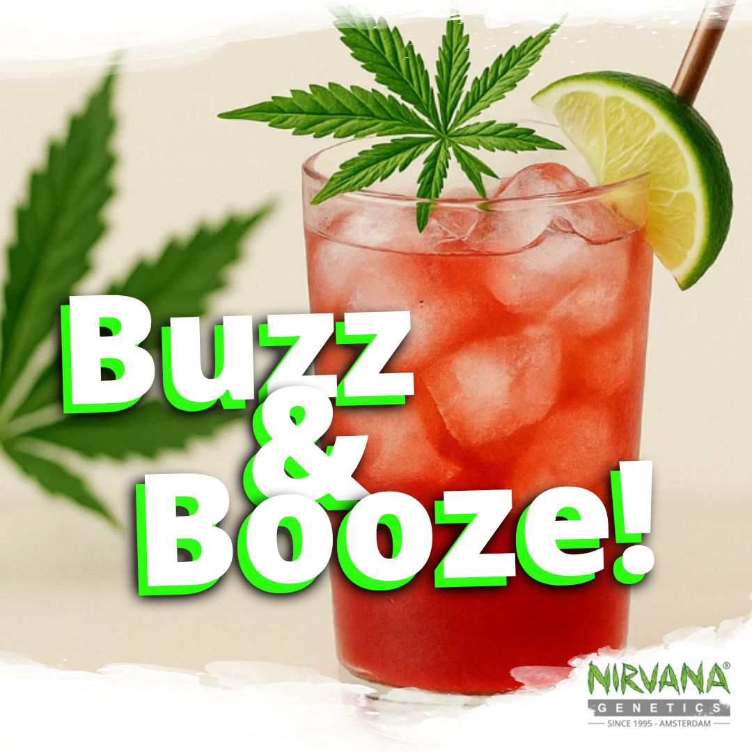 Nirvana Shop tweet media
