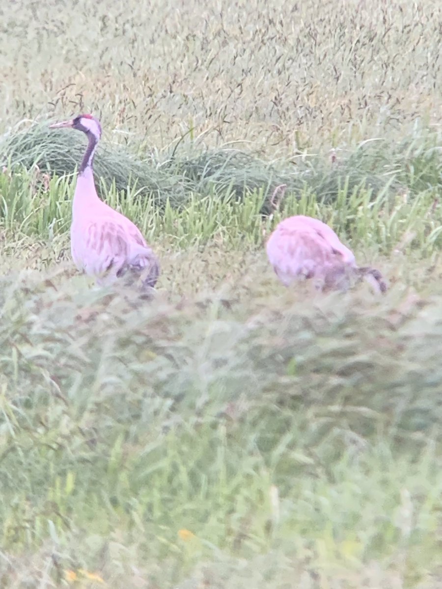 Passing NDC this evening so rude not to pop in and have a look at the 2 Cranes that were found earlier in the day <a href="/YorkBirding/">York Birding</a>