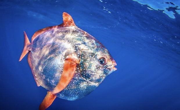 DeepSea_Daily's tweet photo. #Day367 Opah #DeepSea https://t.co/lG9GaJ9VyJ