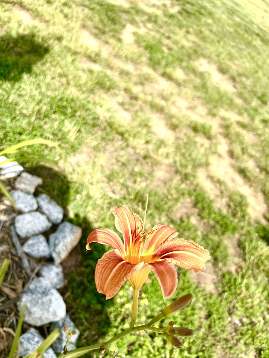 vivezaart's tweet photo. 💐 #flowers #nature https://t.co/LkExiHpRQD