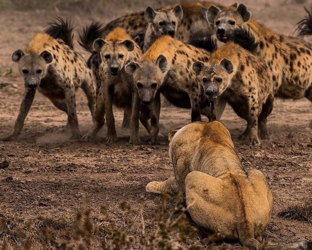 Seyyid Ensar (@seyyidensar) on Twitter photo 