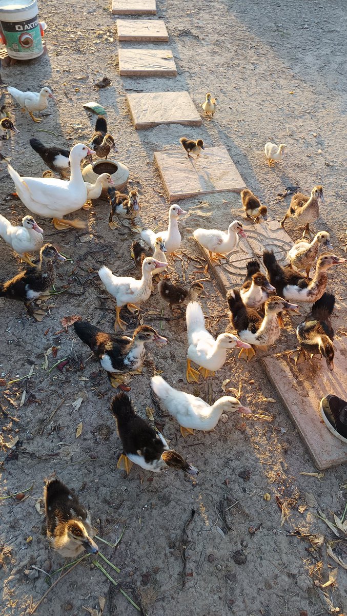 patata navideña (@patatanavidenya) on Twitter photo 