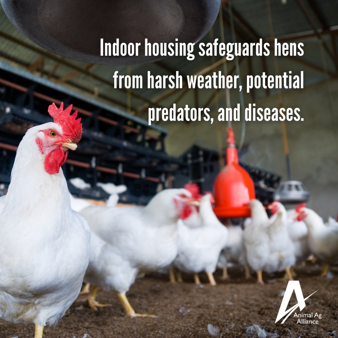 Raising egg-laying hens indoors provides several benefits to the birds' overall welfare:

⛈️ Protection from harsh weather
🦊 Protection from predators
🤒 Protection from diseases