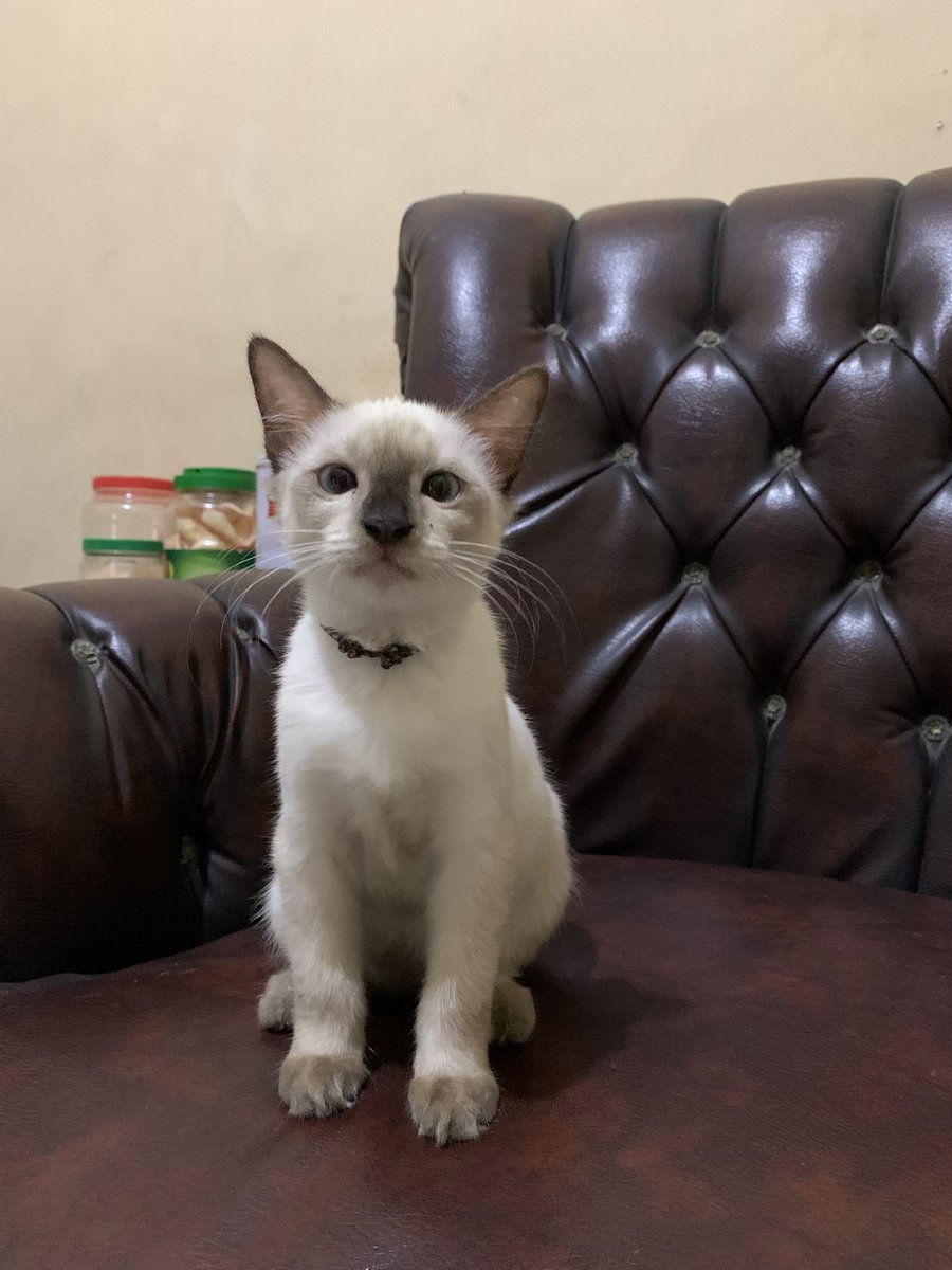 lindaw003's tweet photo. @kochengfs Pernah kucingku betina main keluar rumah balik" bawa kitten baru bisa jalan emng jiwa bubibuk baek hati mungkin yaa di bawa kerumah di nenenin di besarin sampe udh segini anak pungut nya🤏🏻 https://t.co/ZIfUDnmWli