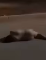 Ali__starway's tweet photo. في حلب: مقتولة عارية و مرمية عالطريق لا أحد يغطيها!! In Aleppo: she's killed, naked, and thrown on the road with no one covering her up, hundreds of women got the same in Syria!! #ٍSaveSyrianWomen #internationalProtection #Terrorisme #internationalInvestigation https://t.co/8Ic5yoGJ3R