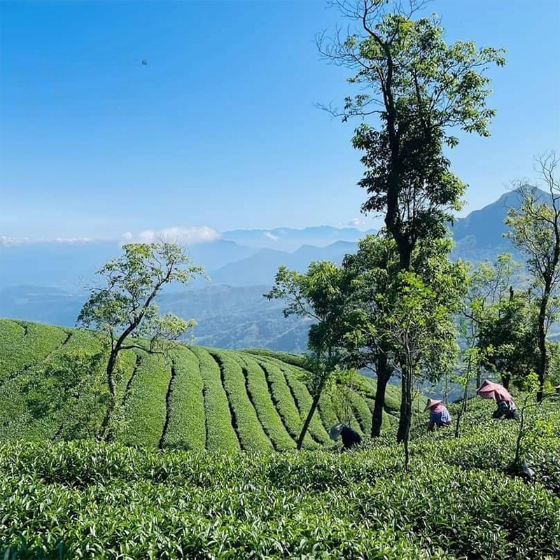 taiwanleaftea's tweet photo. Spring Harvest of Taiwanese Tea and 2025 Annual Competition Winner – Bao Zhong Tea are available for order! - https://t.co/tLVLwlFaIt https://t.co/aUF2SwbSni
