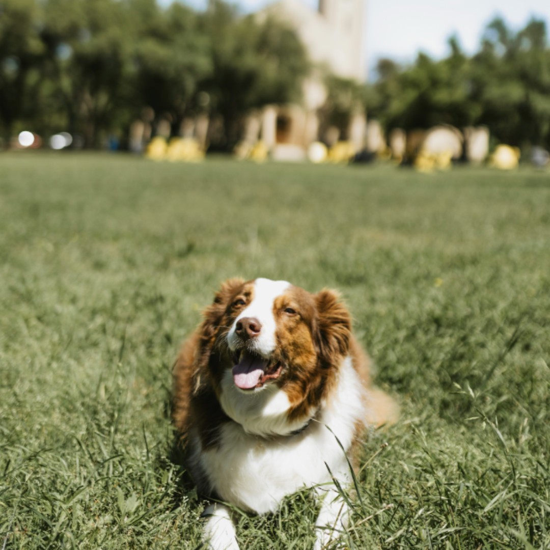 SouthwesternU's tweet photo. This post goes out to all the four-legged friends who make our campus a little brighter! 🐾 #BeSouthwestern https://t.co/QoKsmtEsjh